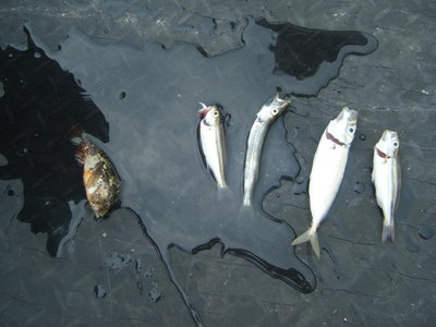 DSCF7084.JPGのサムネール画像